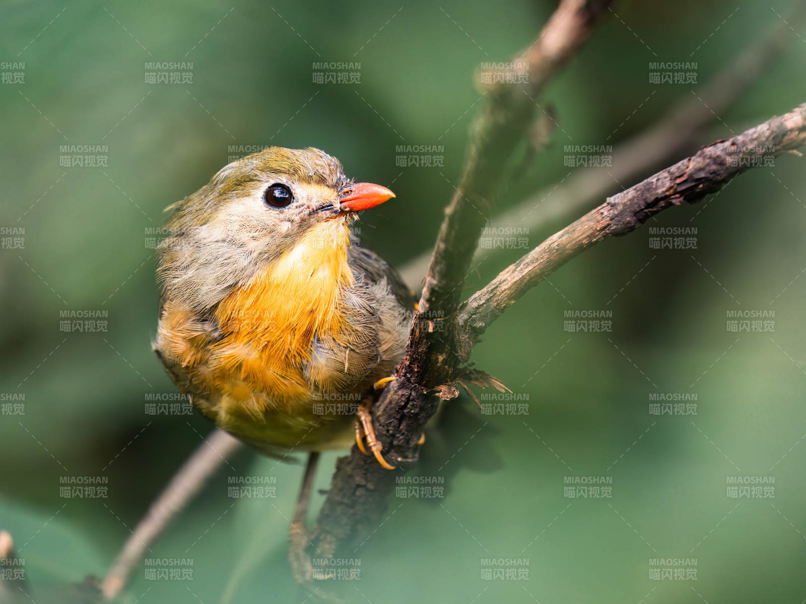 橙腹小鸟栖枝头图片