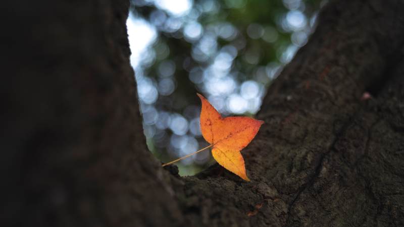 秋叶栖树缝图片