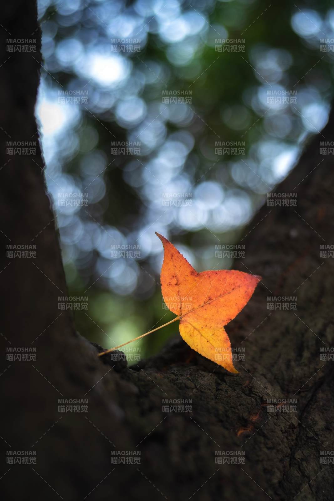 秋叶栖树隙图片