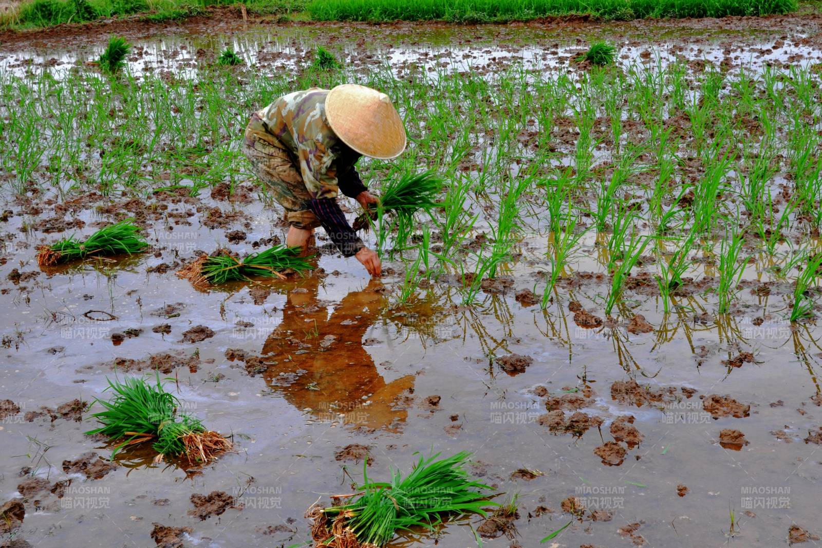 插秧农夫图片