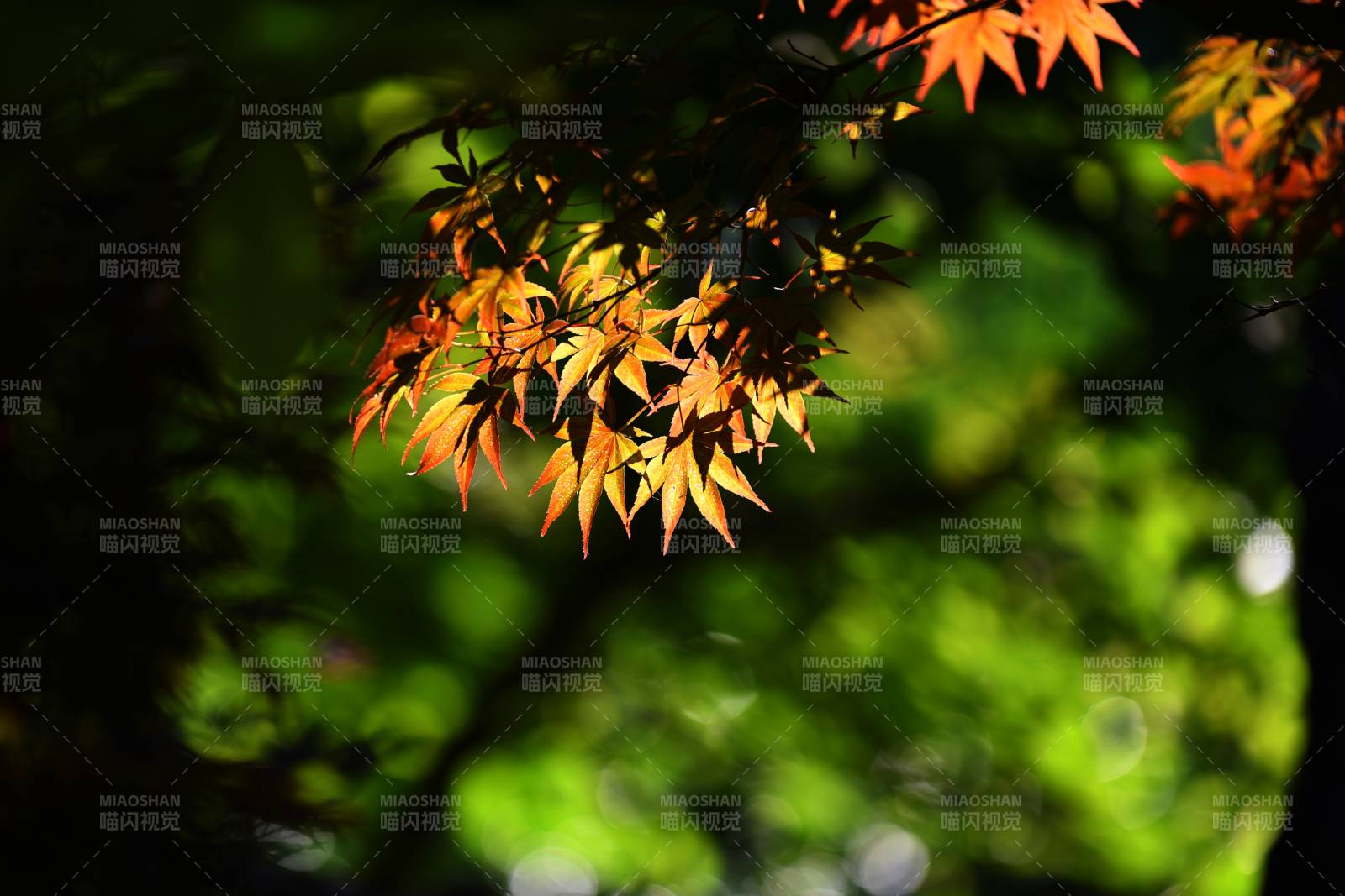 秋叶映光图片