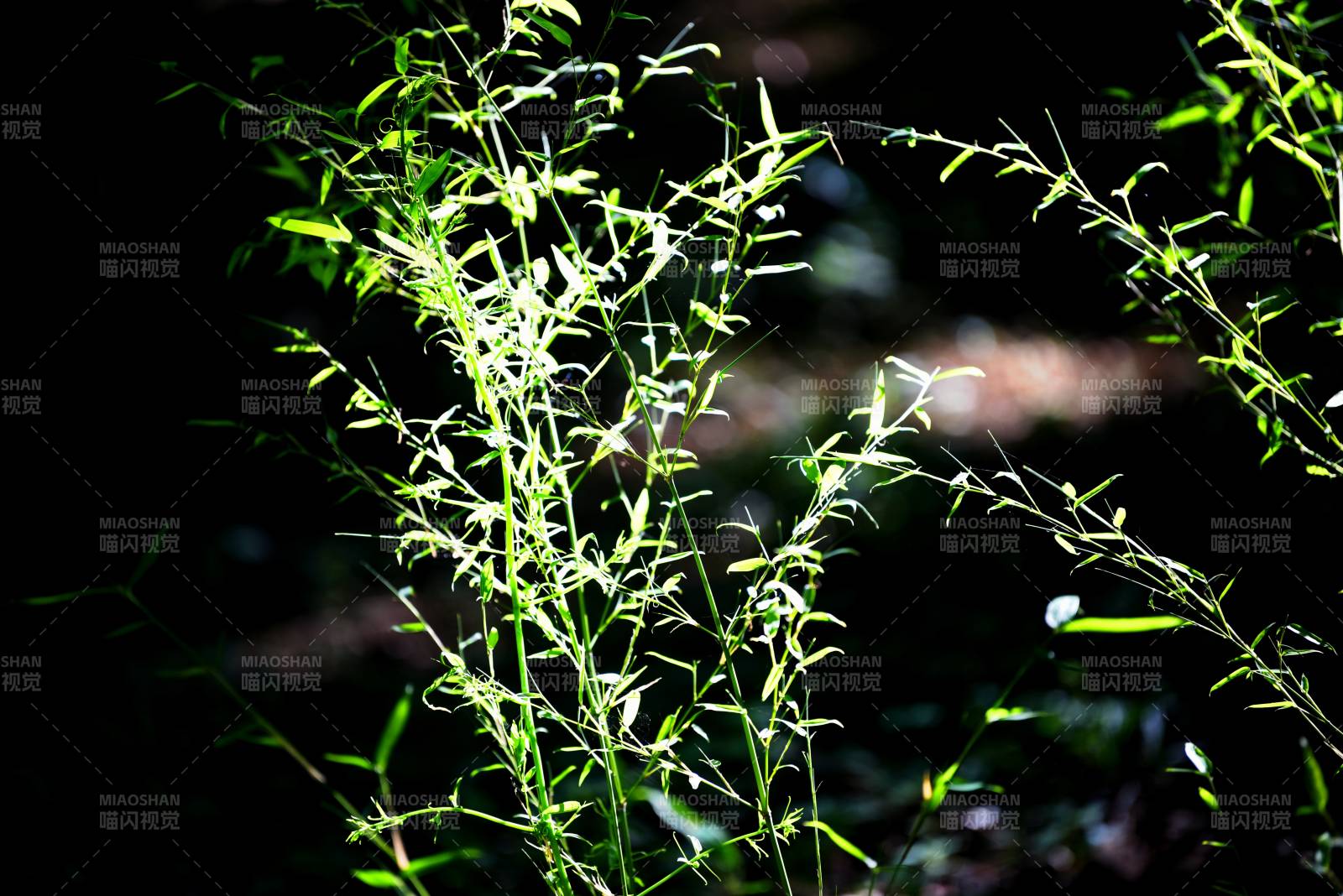 绿意盎然的植物图片