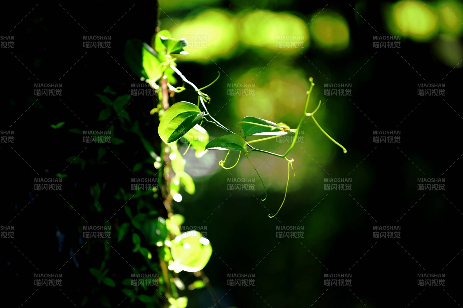 绿藤缠绕光影中图片