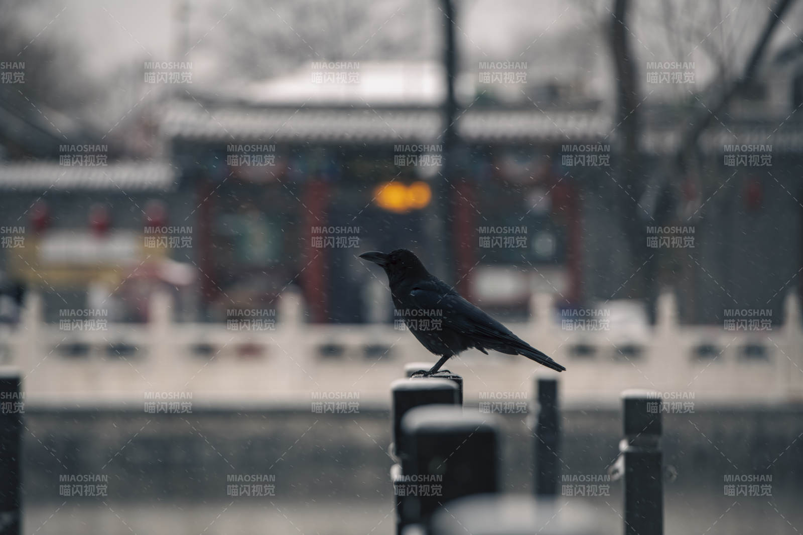 乌鸦栖枝 古韵悠然图片