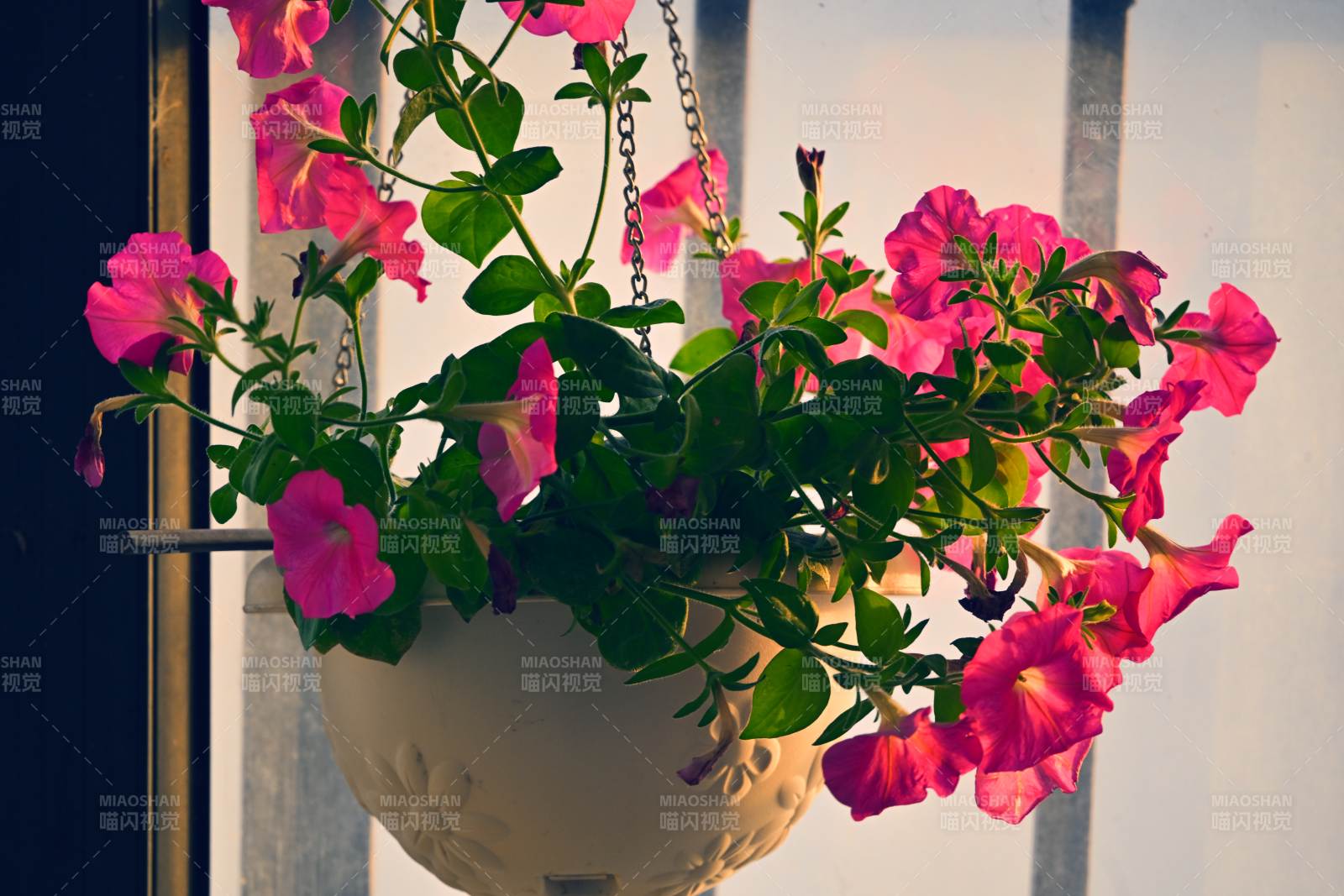 垂吊粉花绽放 喇叭花图片