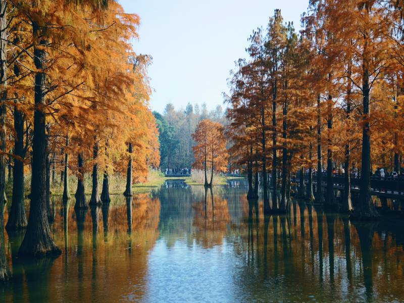 上海·青西郊野公园·水杉图片