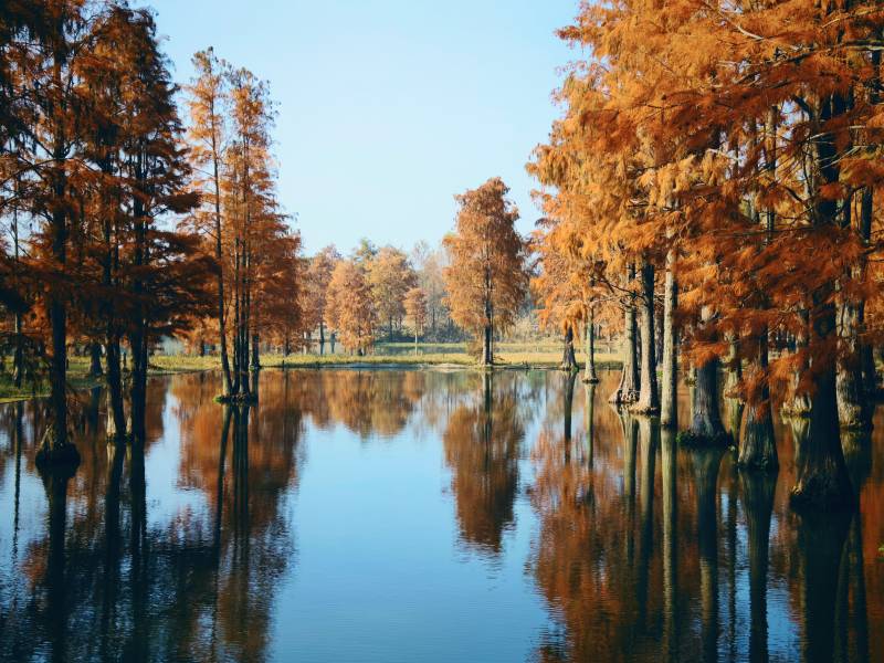 上海·青西郊野公园·水杉图片