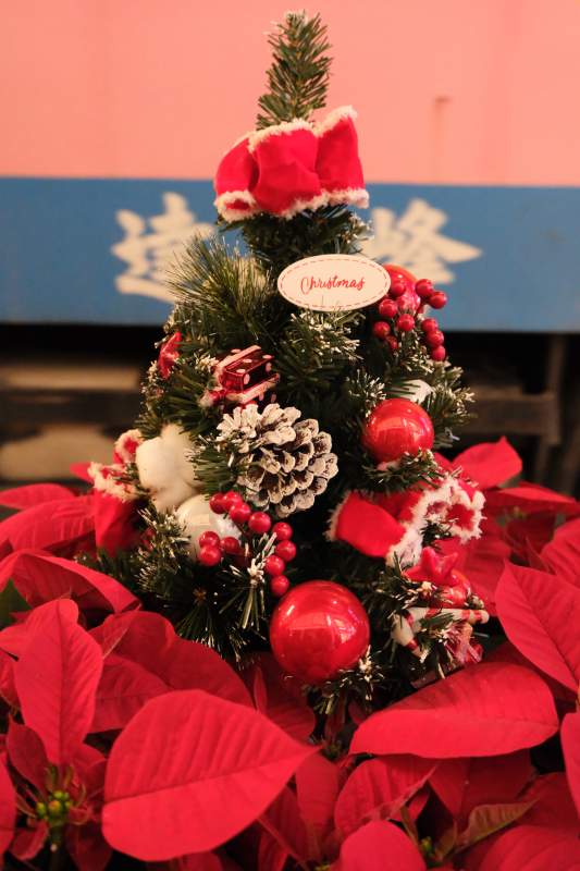 圣诞树与一品红图片