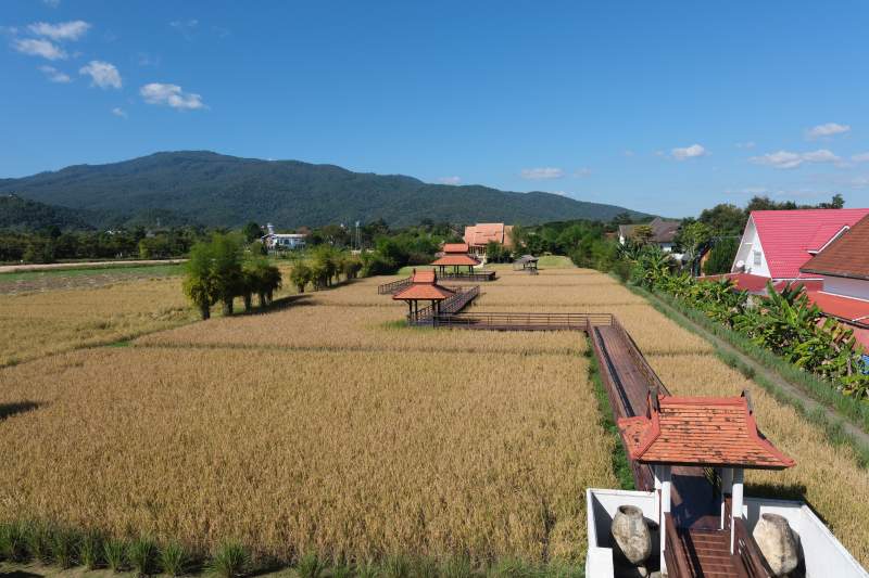 金秋稻田风光图片