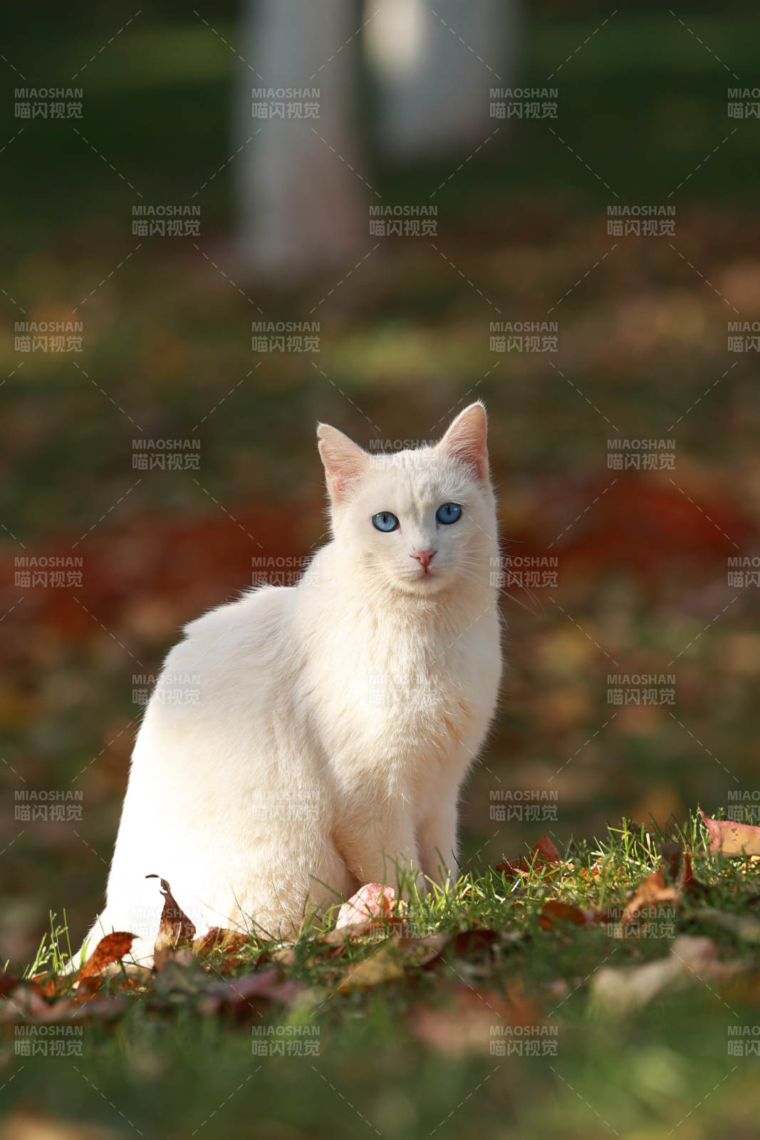 白猫秋日静坐图片