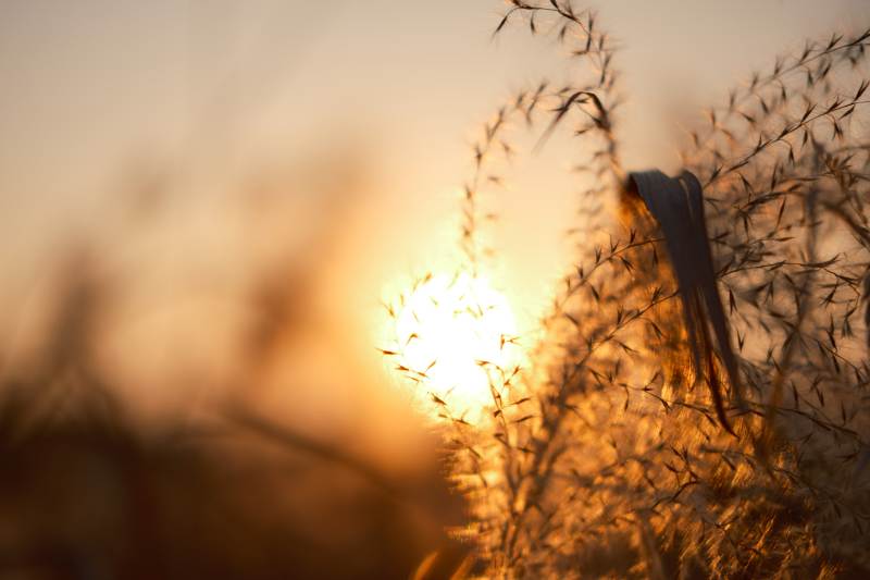 夕阳草影图片