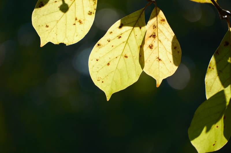 秋叶斑驳光影图片