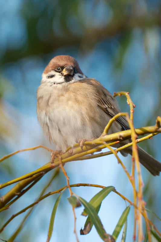 麻雀栖枝头图片