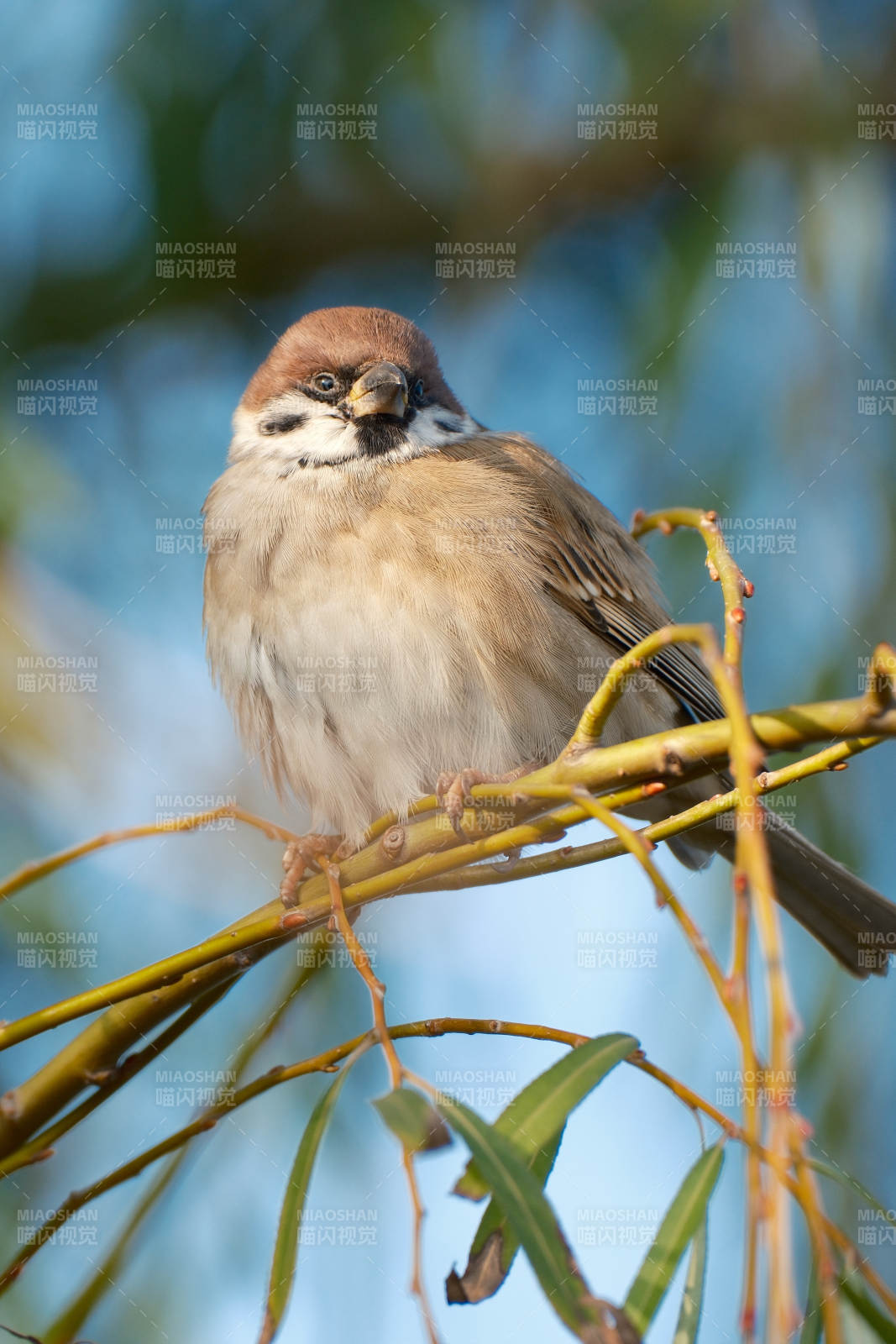 麻雀栖枝头图片