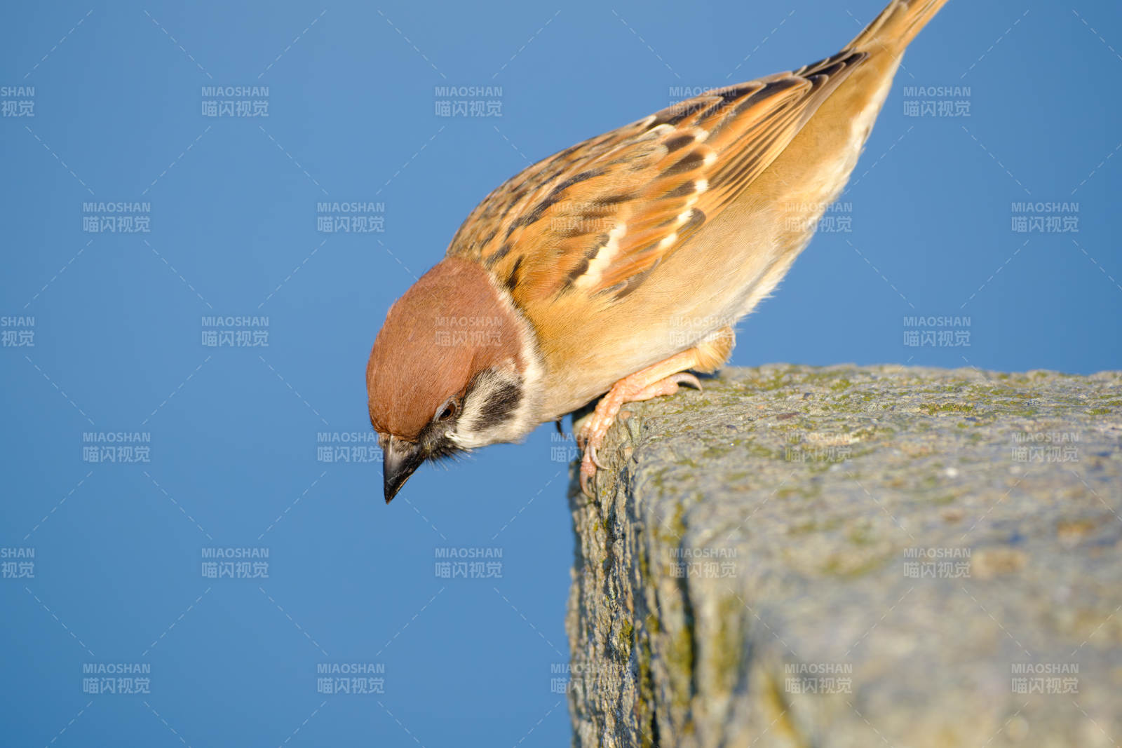 麻雀栖石望远方图片