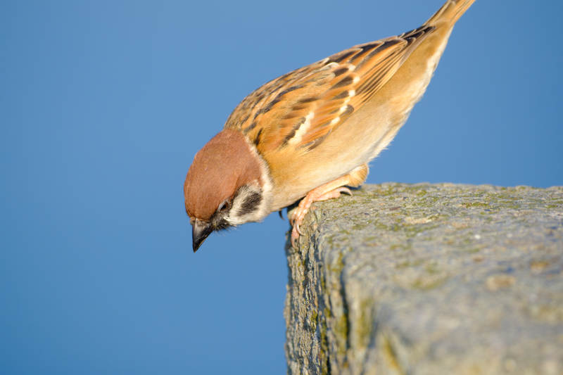 麻雀栖石望远方图片