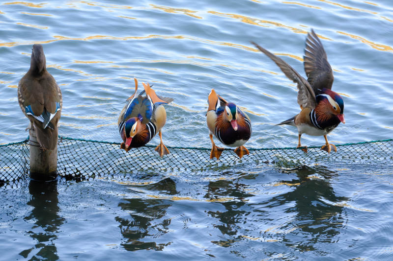 鸭群戏水网边图片