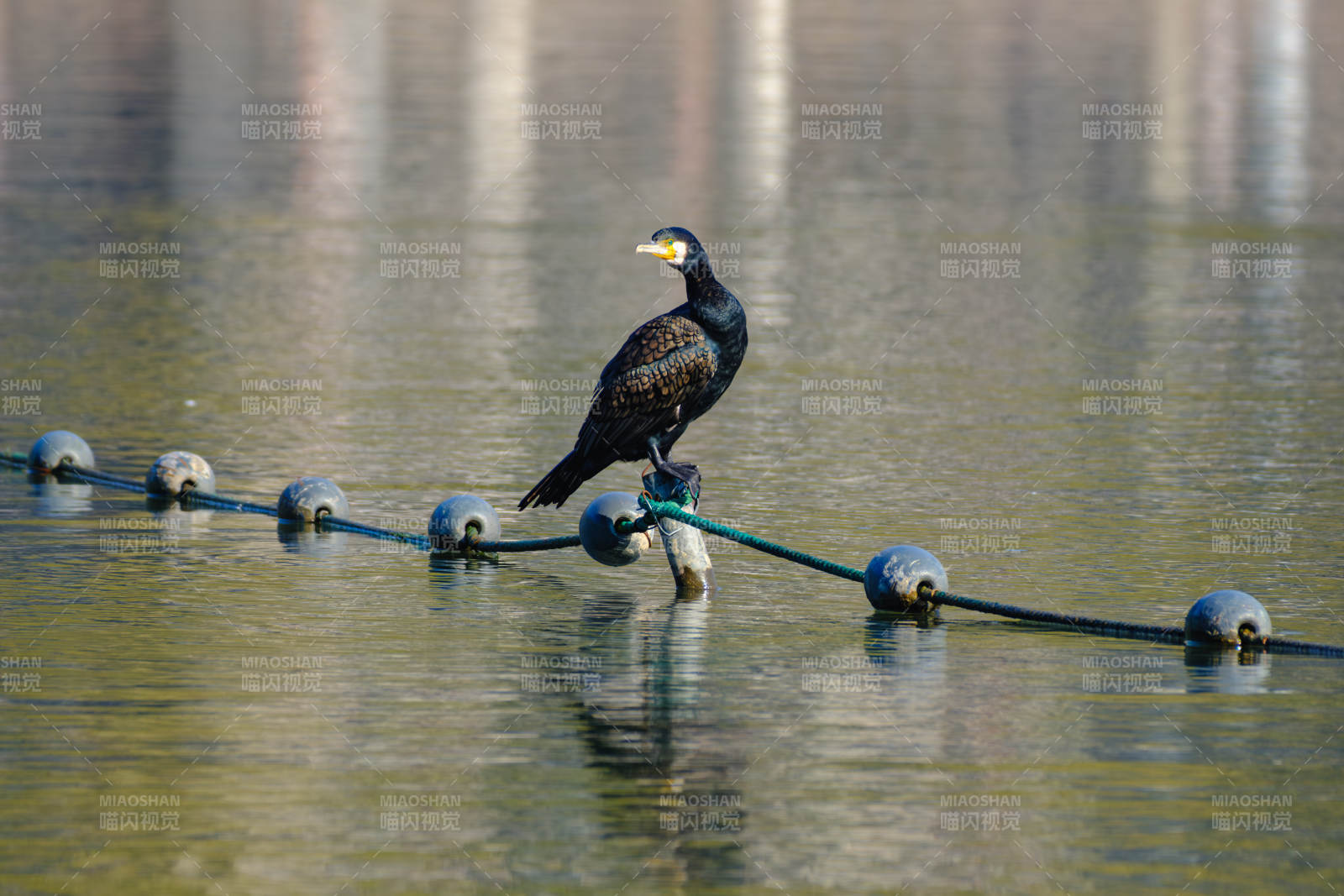 水鸟栖息浮标上图片