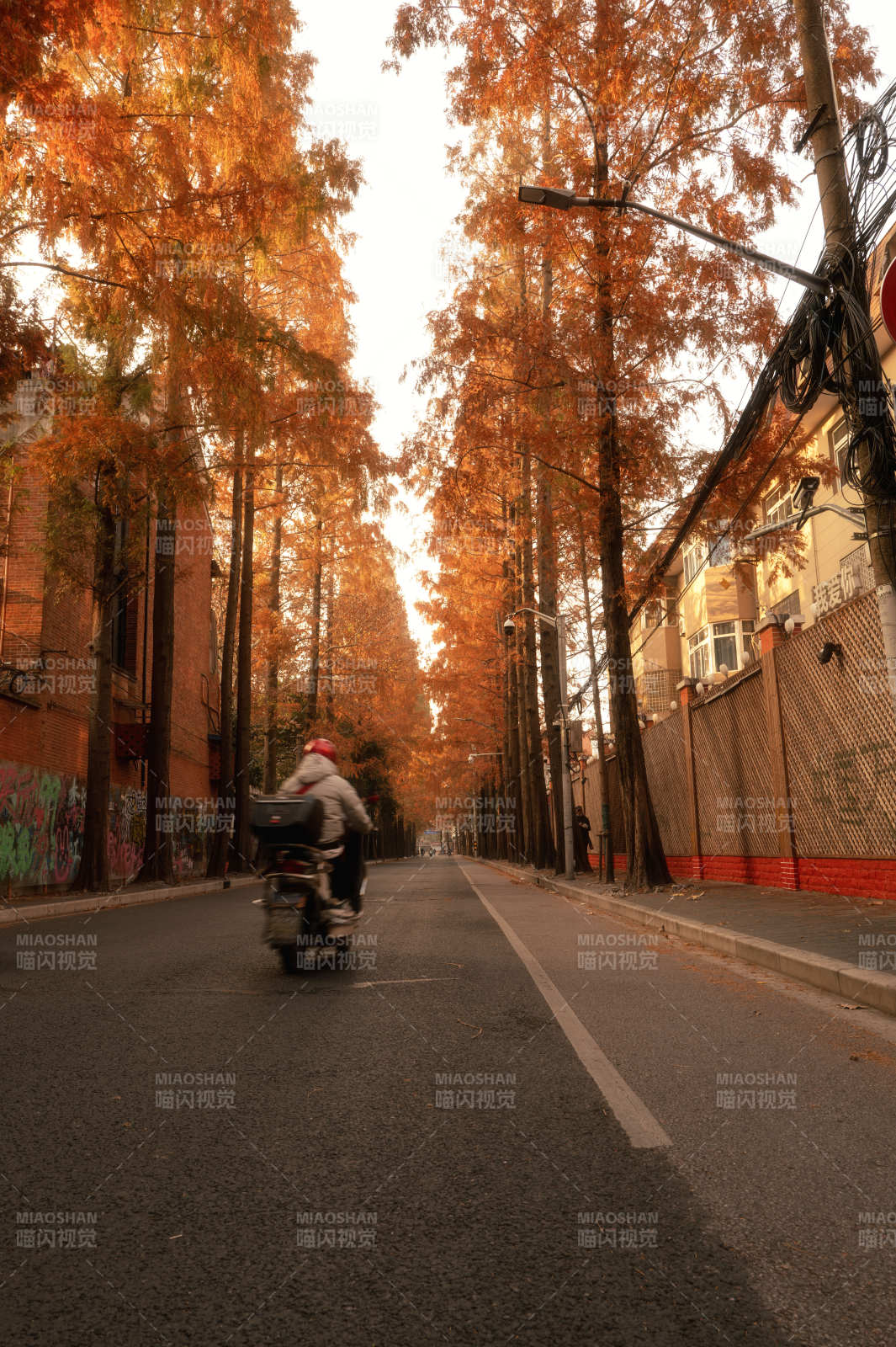 秋日林荫道骑行图片