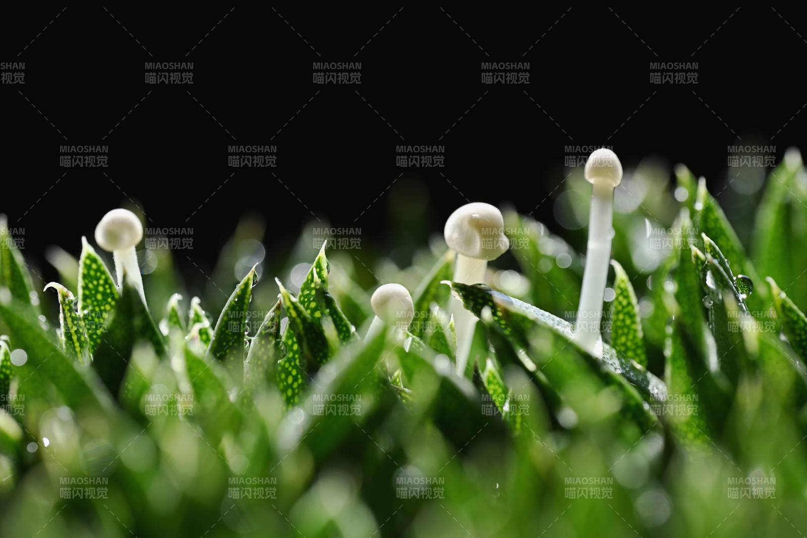 草尖上的小伞菌图片