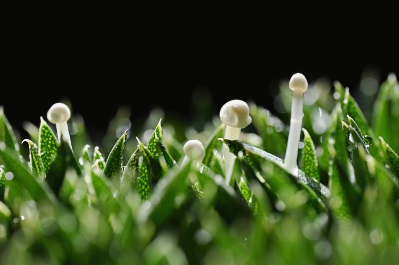 草尖上的小伞菌图片