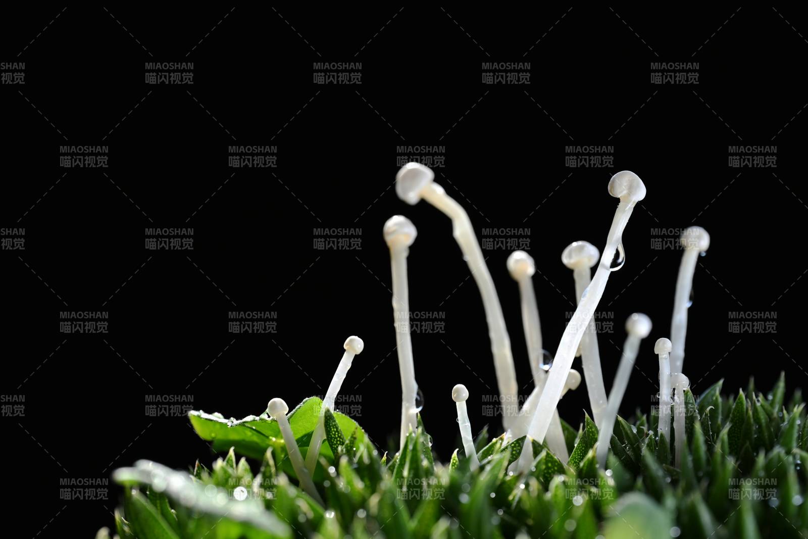 菌丝破土而出图片