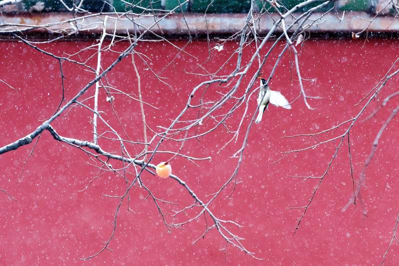 红墙枯枝挂残叶 故宫图片