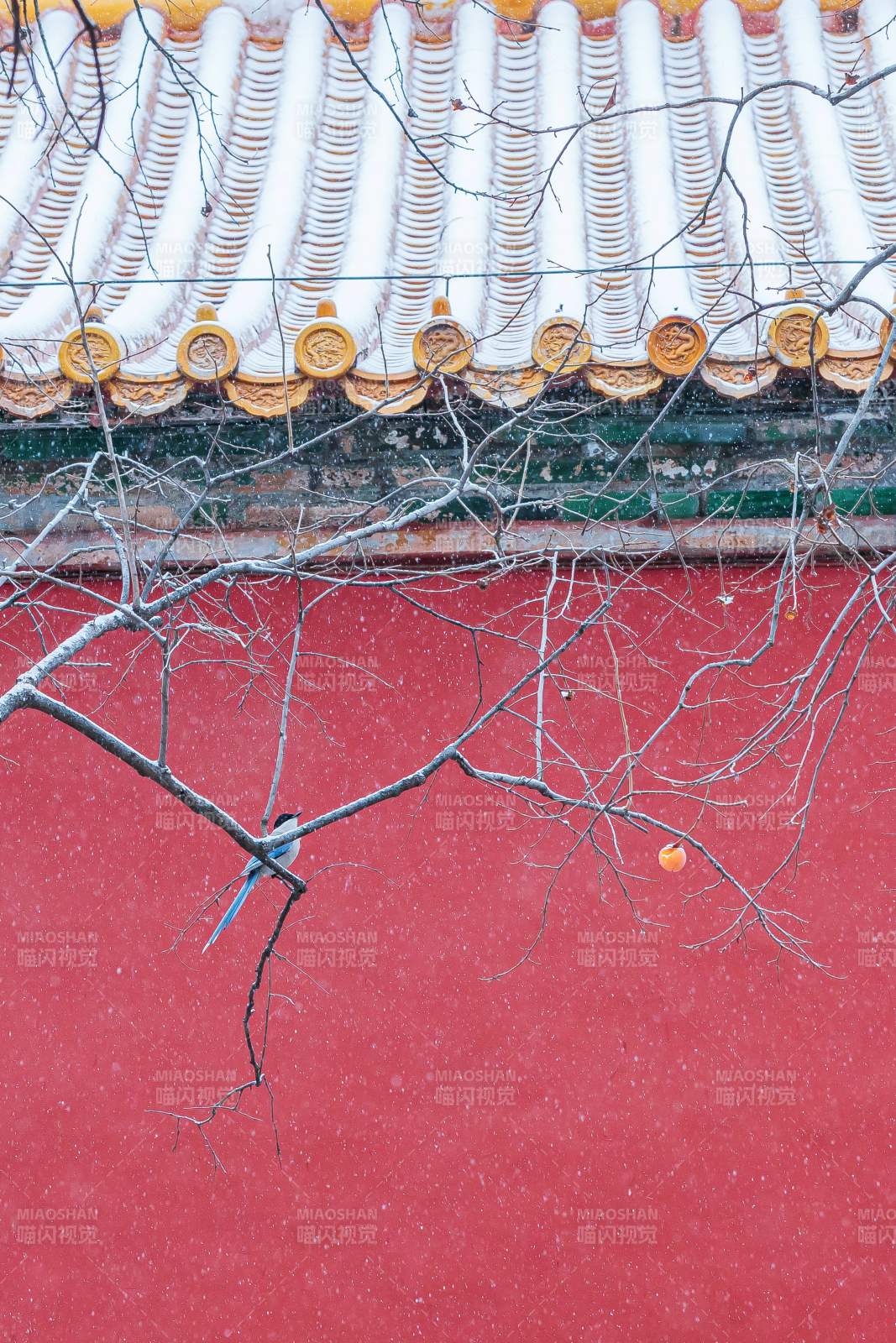 雪中红墙飞鸟枝图片