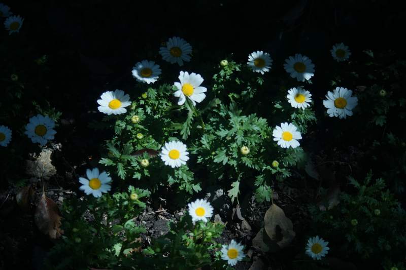 夜色中的雏菊图片