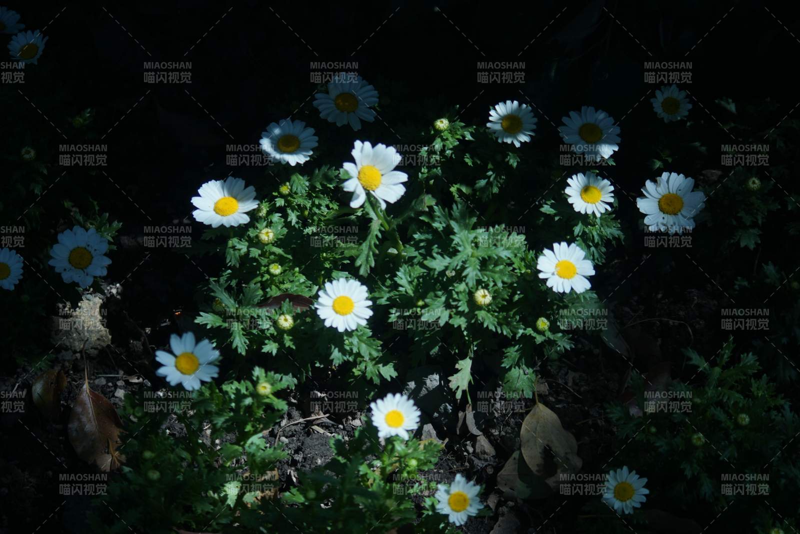 夜色中的雏菊图片