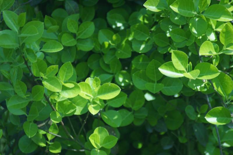 绿叶繁茂生机盎然图片