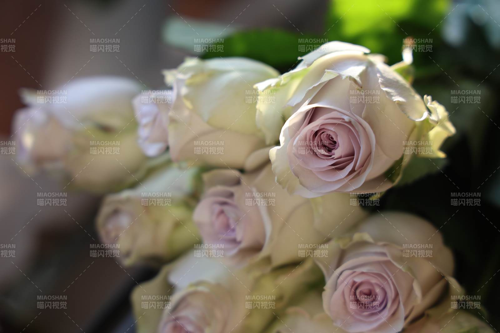 淡雅白玫瑰绽放图片