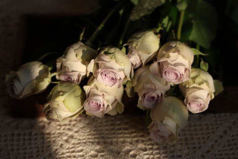 淡雅玫瑰静谧绽放图片