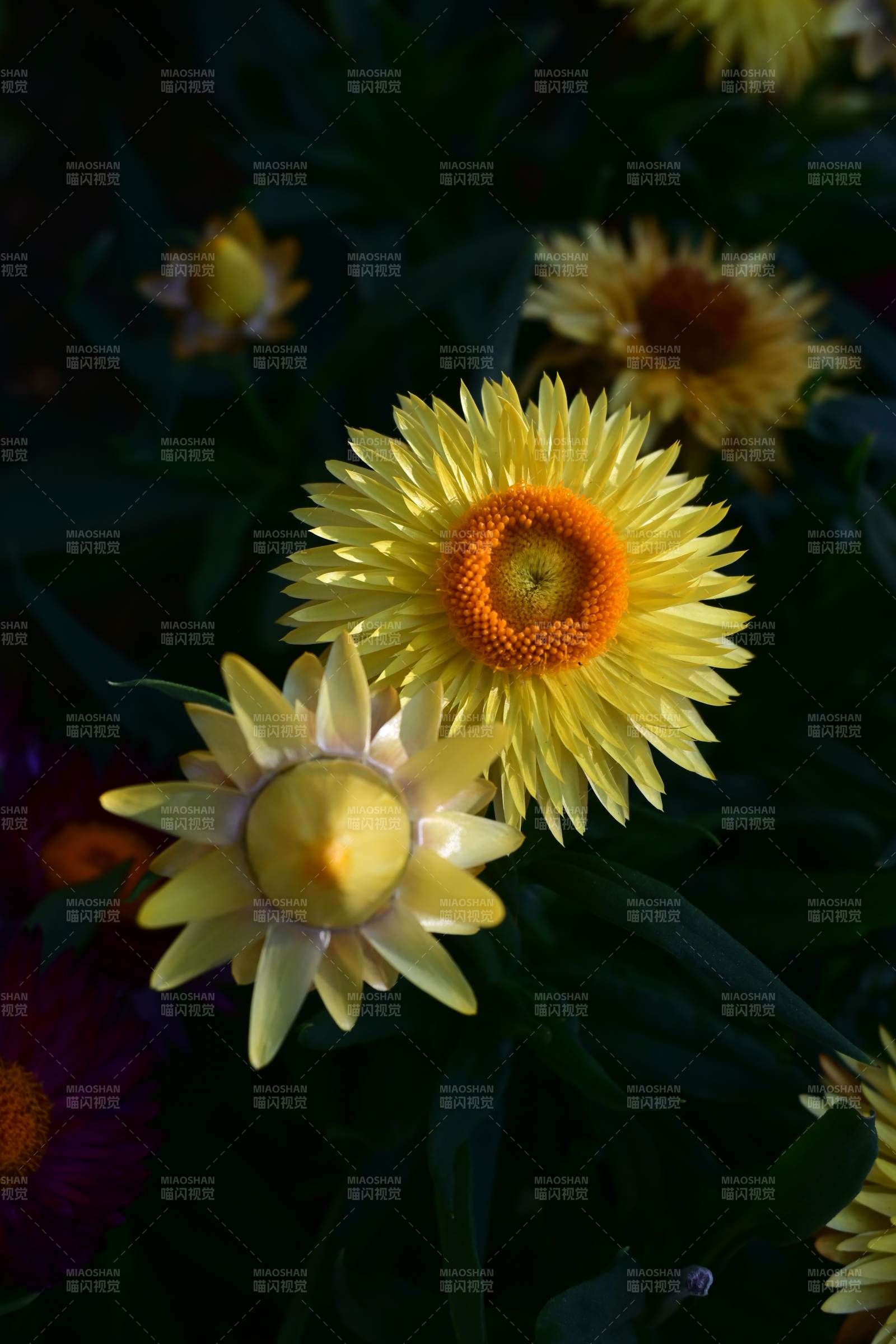 金黄花绽放图片