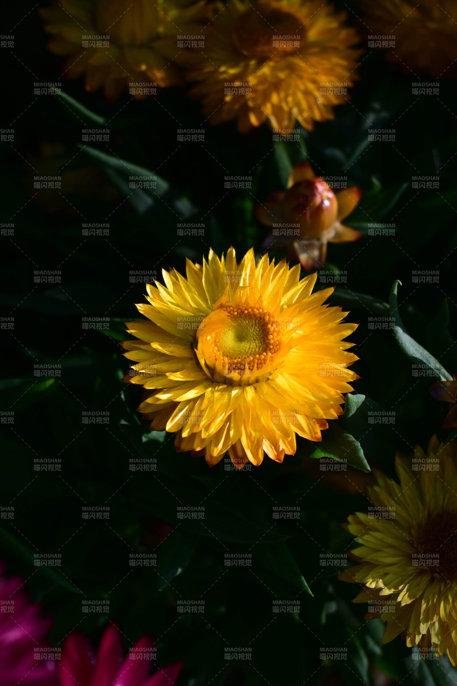 金黄菊花绽放图片