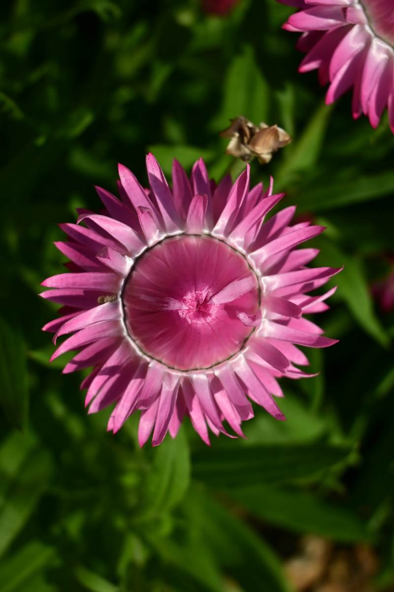 粉红星花绽放图片