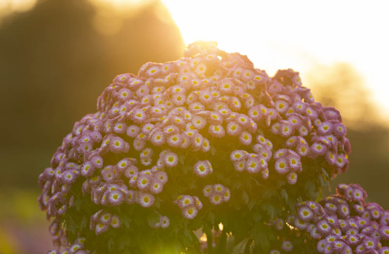 夕阳下的紫花绽放图片