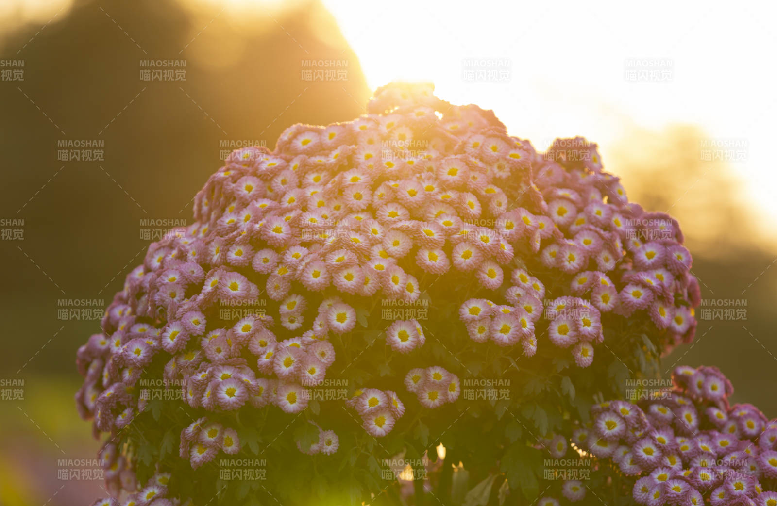 夕阳下的紫花绽放图片