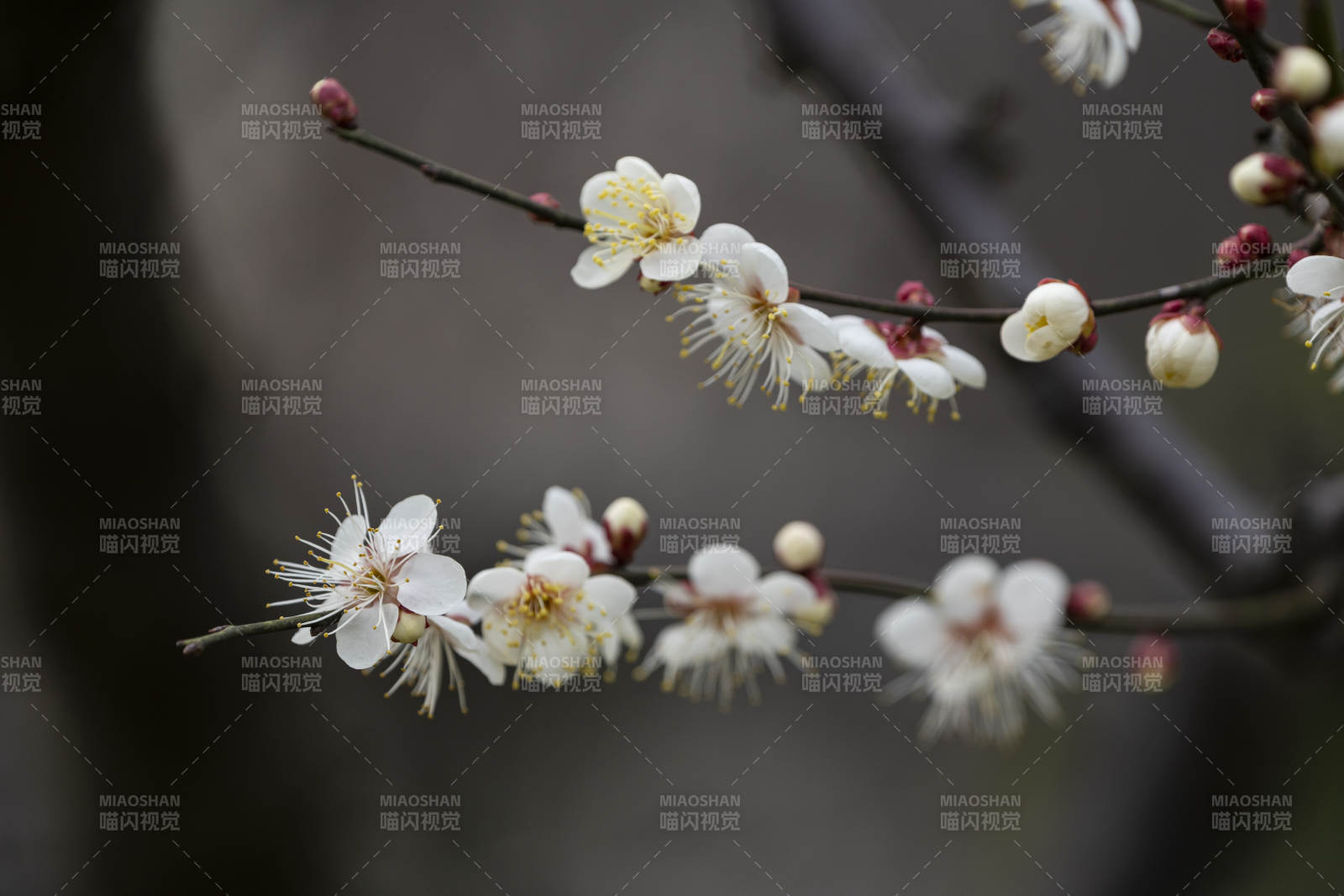梅花绽放枝头图片