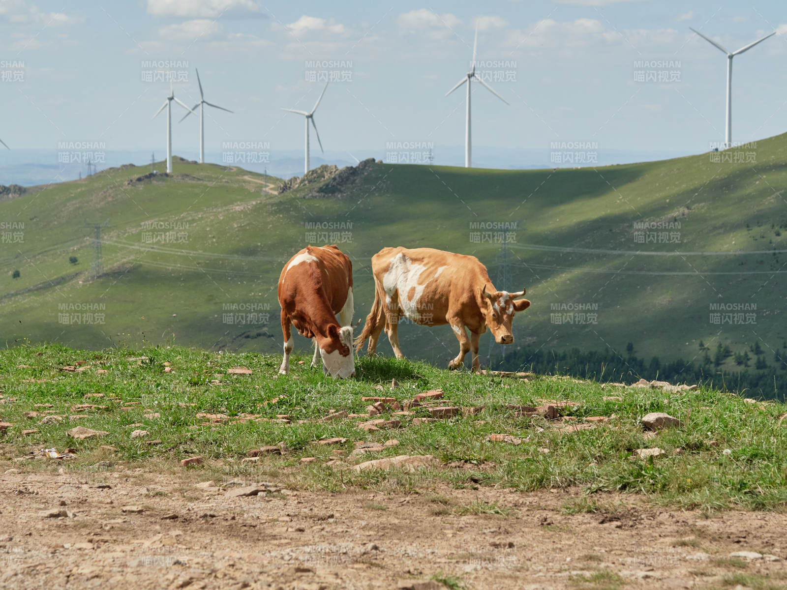 丰宁县云中草原上的牛群与风力发电图片