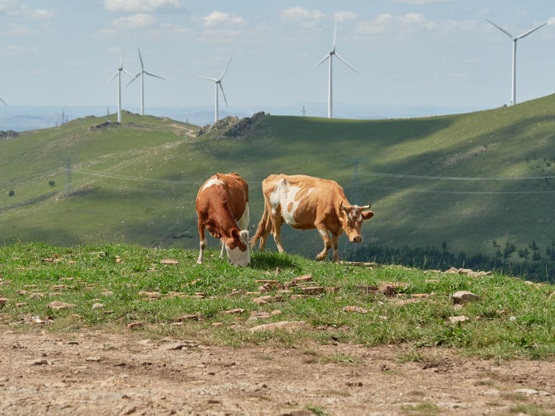 丰宁县云中草原上的牛群与风力发电图片
