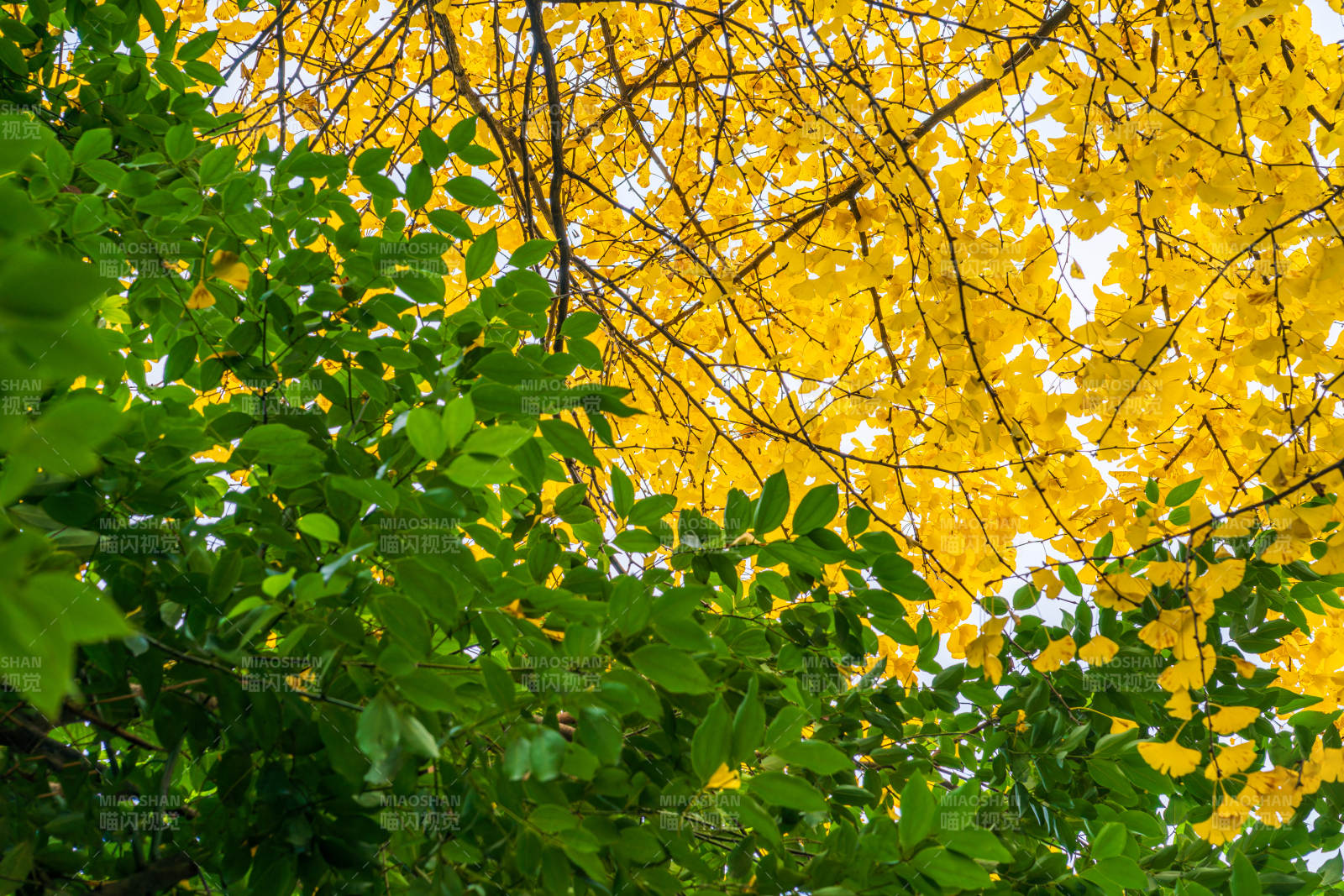 秋叶黄绿交织图片