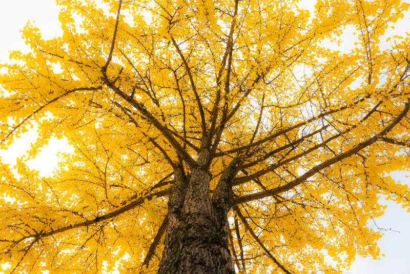 金秋银杏树图片