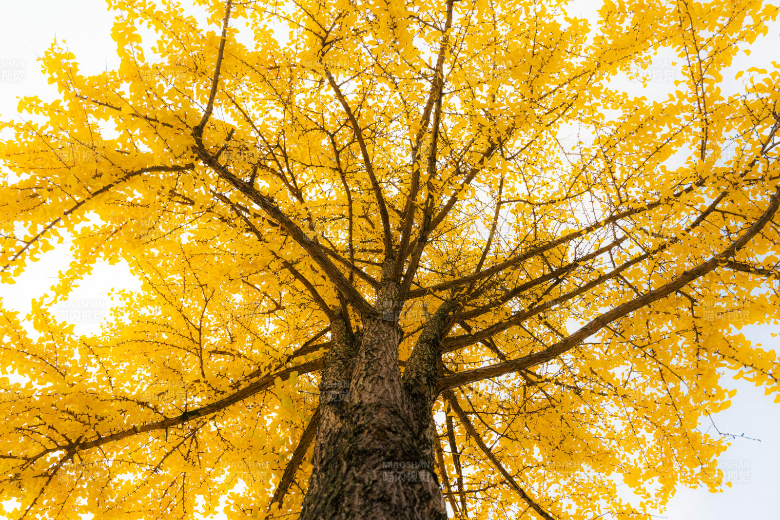 金秋银杏树图片