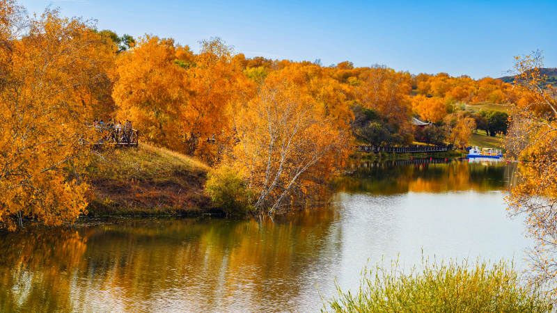 乌兰布统公主湖金叶映水图片