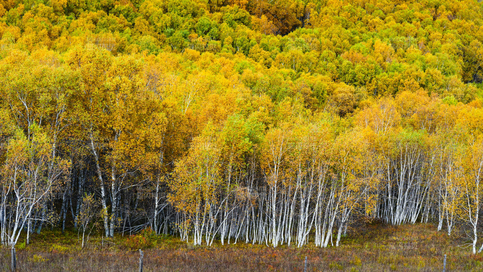 乌兰布统秋林金黄图片