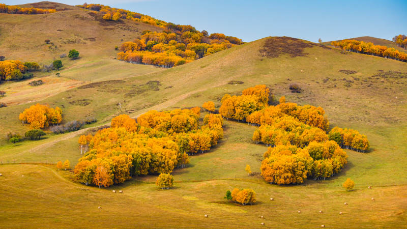 乌兰布统秋山金叶图片