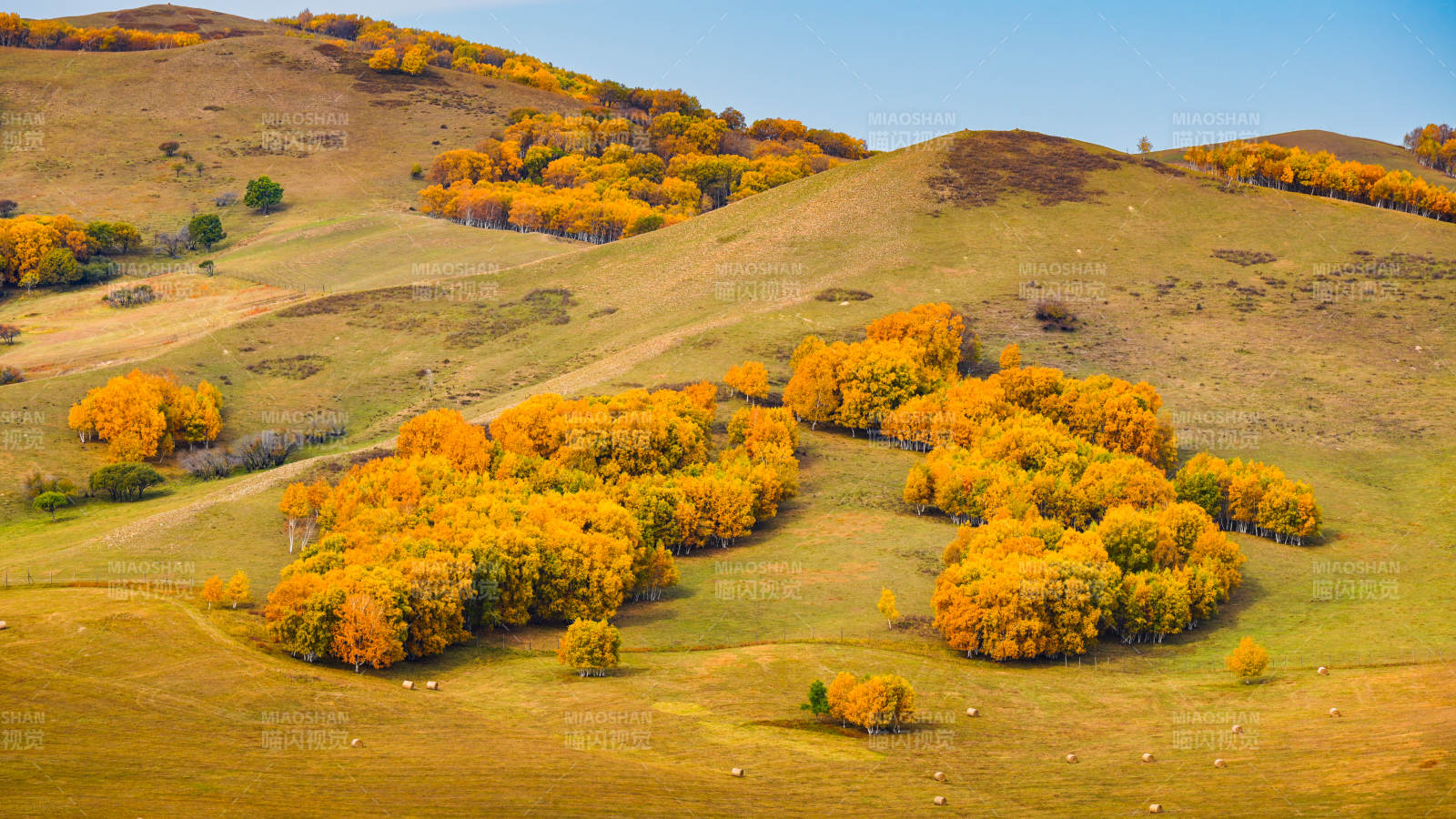 乌兰布统秋山金叶图片