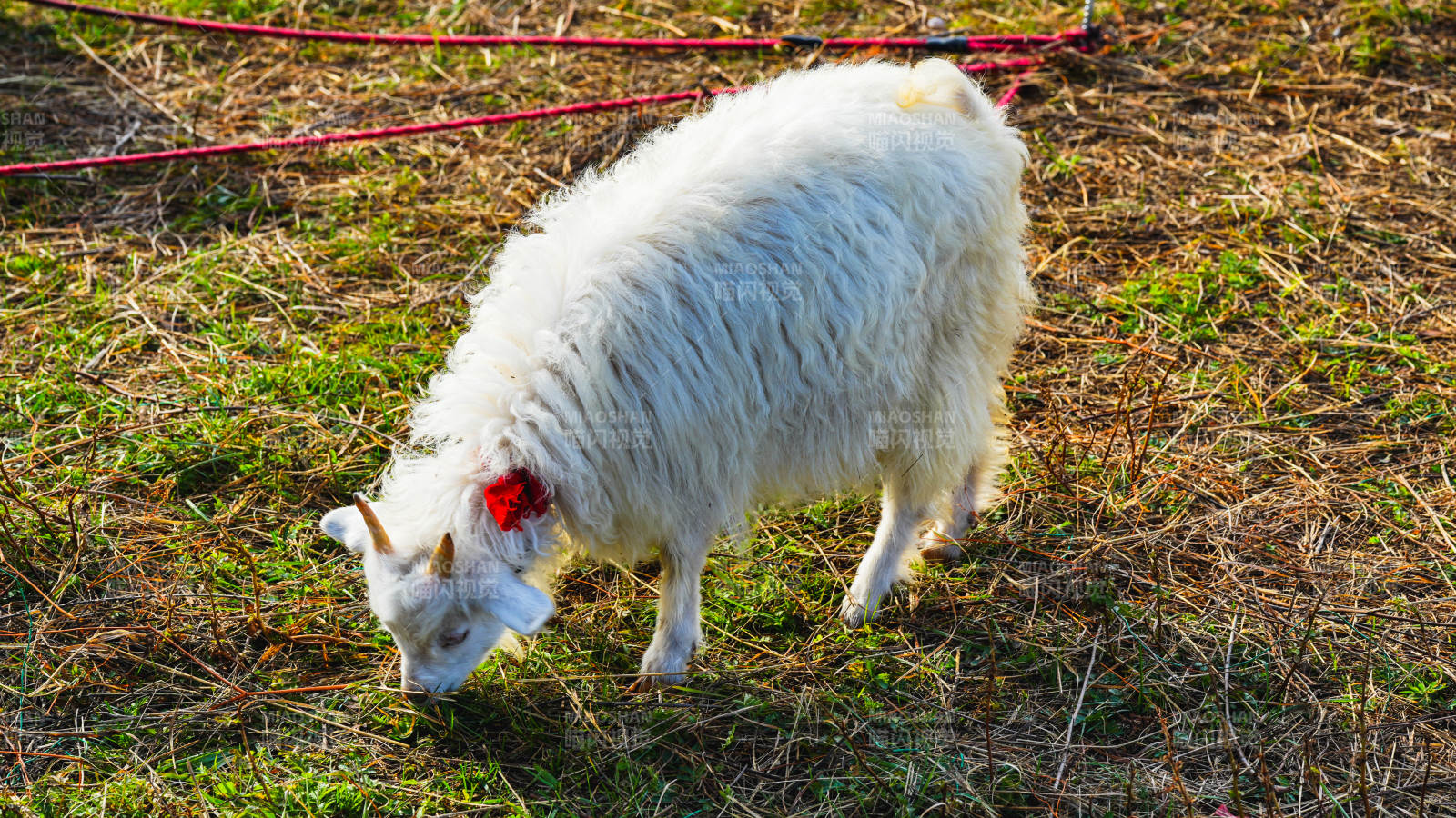 白羊低头吃草图片