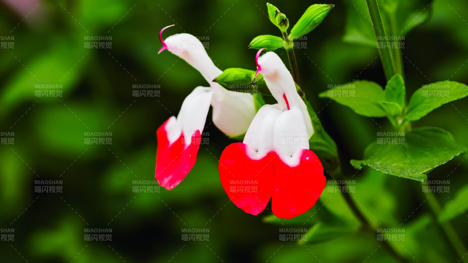 红白相间的花朵图片